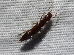 Biocrypta prospiciens