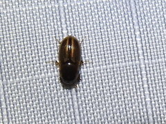 Labarrus cincticulus