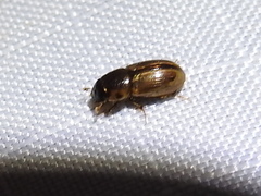 Labarrus cincticulus