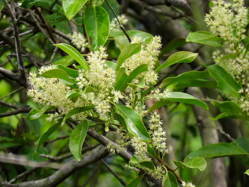 Itea chinensis, photograph 5