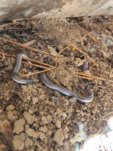 Photo of a Torres Strait Blindsnake (Anilios torresianus)