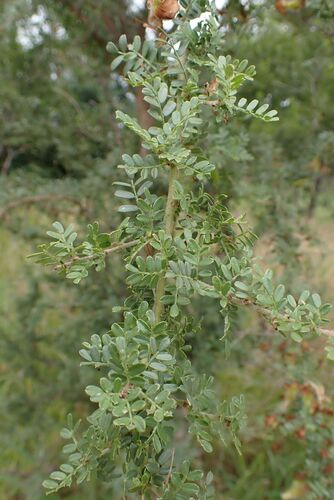Image of Ormocarpum trichocarpum by no rights reserved