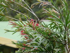 Selasphorus scintilla