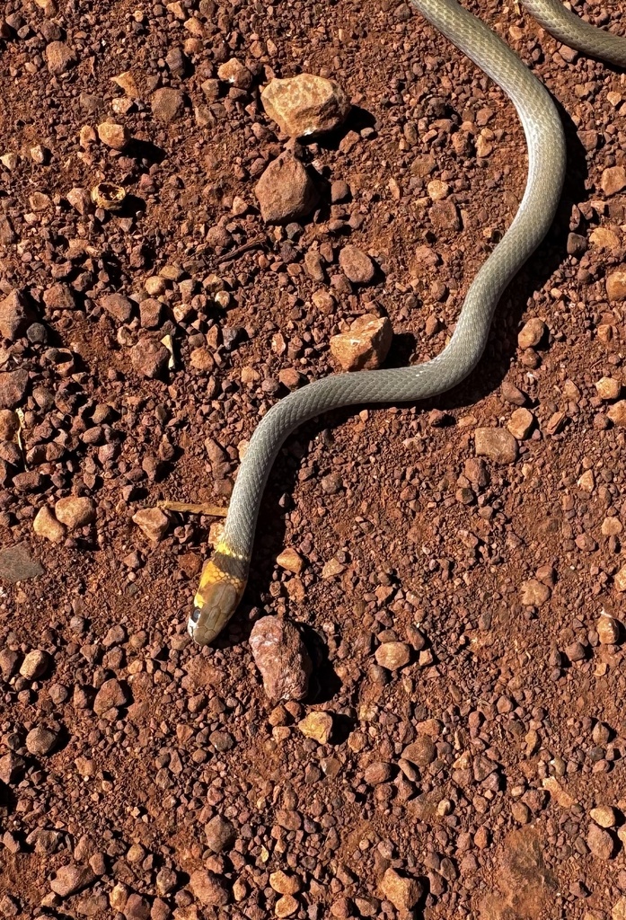 Shine's Whipsnake