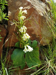 Streptocarpus vandeleurii