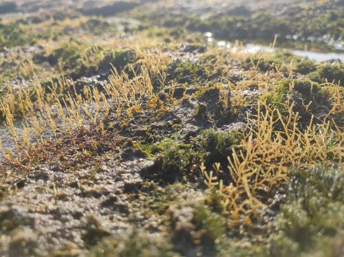 Dynamena crisioides observed 2025-05-01