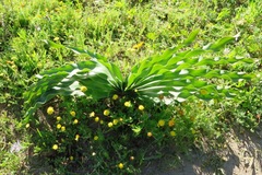 Boophone haemanthoides