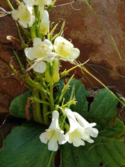 Streptocarpus vandeleurii