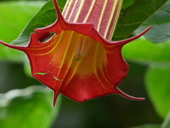 Image of Brugmansia sanguinea