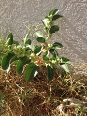Withania somnifera