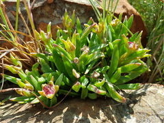 Delosperma carolinense