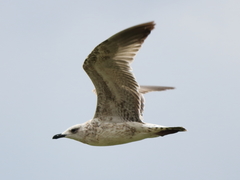 Larus armenicus