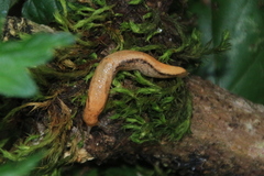 Prophysaon vanattae