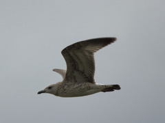 Larus armenicus