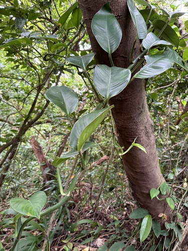 Rhaphidophora liukiuensis iNat (1)
