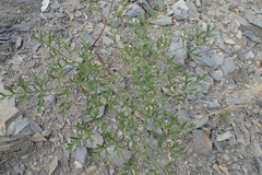 Laserpitium gallicum