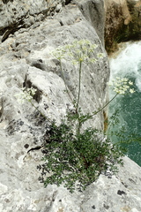 Laserpitium gallicum