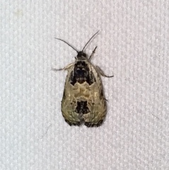 Olethreutes griseoalbana