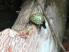 Aegithus burmeisteri