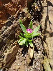 Delosperma carolinense