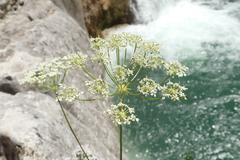 Laserpitium gallicum