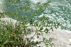 Laserpitium gallicum