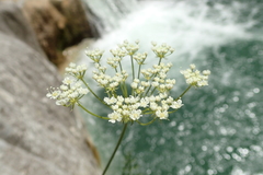 Laserpitium gallicum