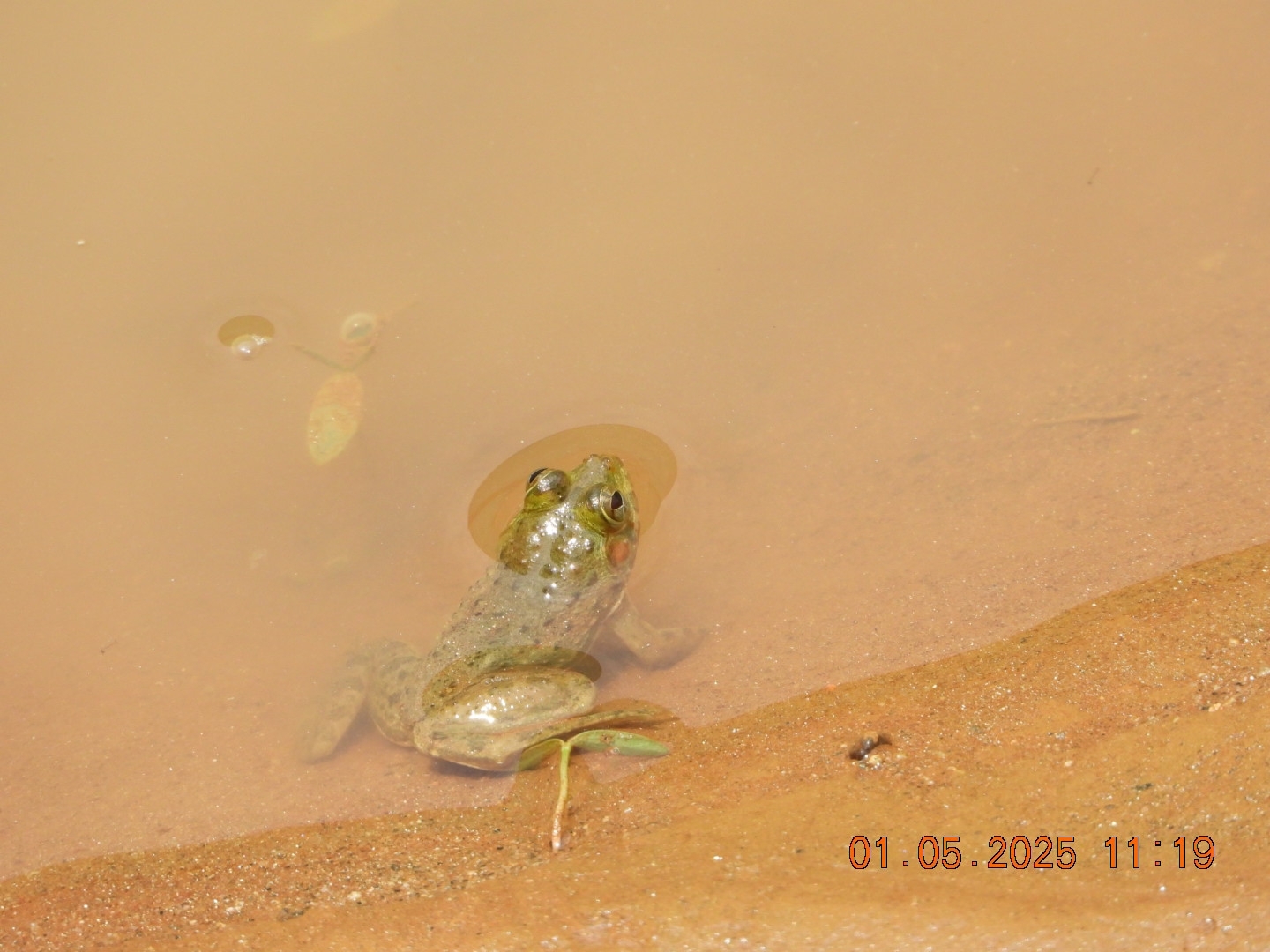 Indian Skipper Frog