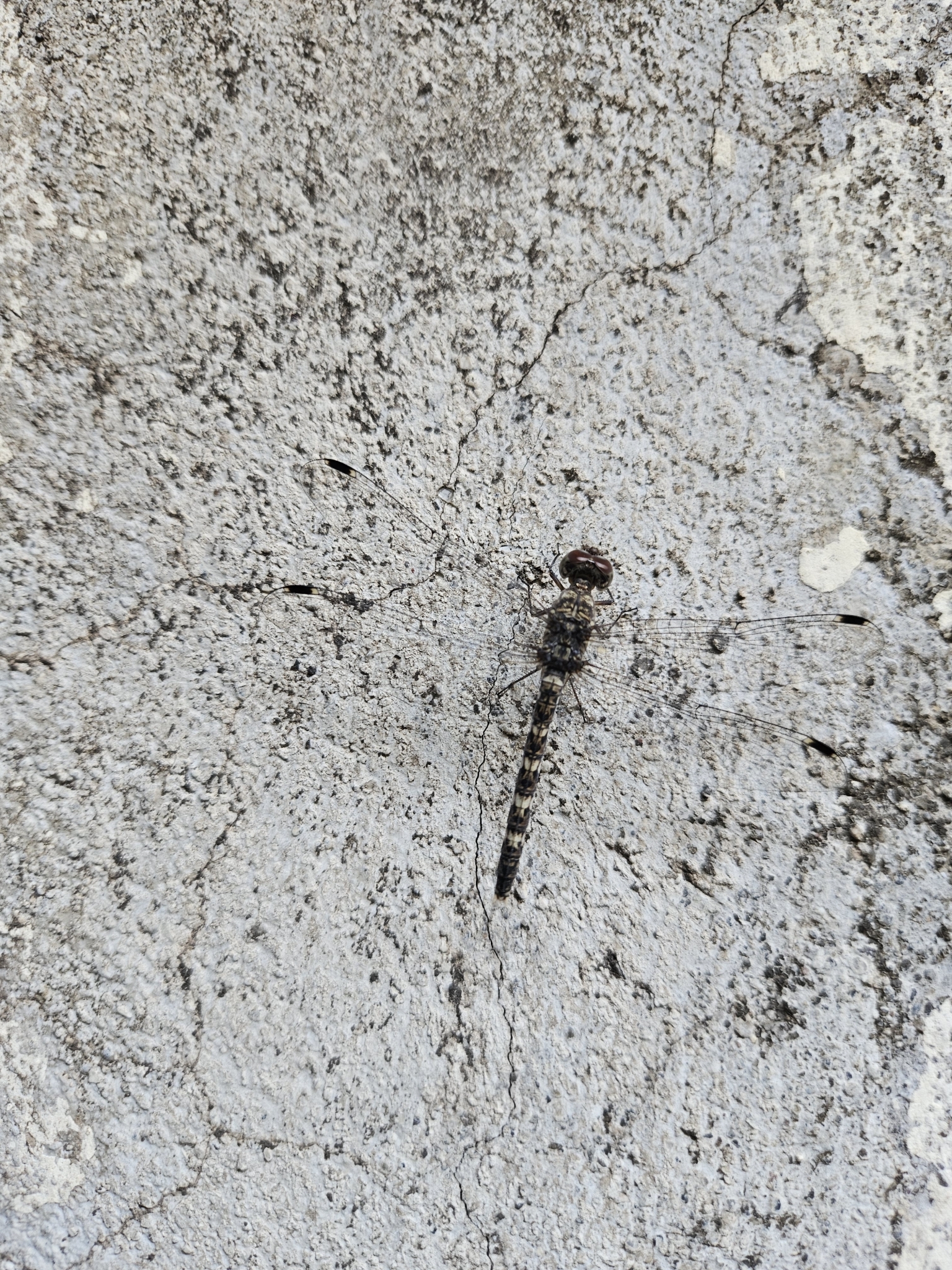 Indian Rockdweller