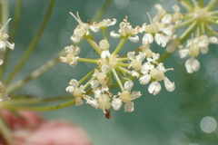 Laserpitium gallicum