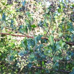 Brachylaena elliptica, photograph (c) Henry de Lange, some rights reserved (CC BY)