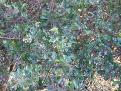 Brachylaena elliptica, photograph (c) Henry de Lange, some rights reserved (CC BY)
