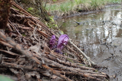 Lathraea clandestina