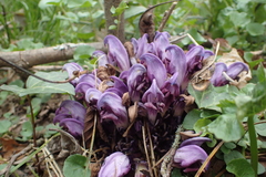 Lathraea clandestina