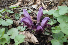 Lathraea clandestina