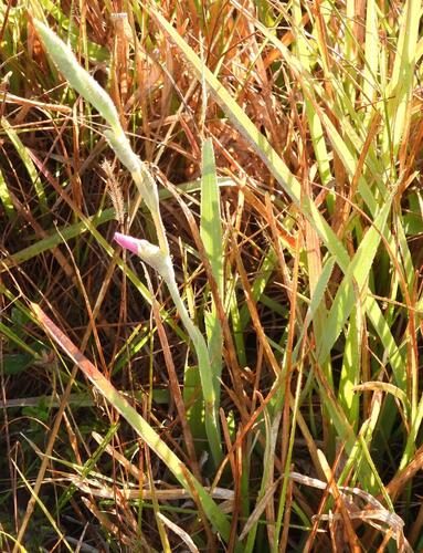 Gladiolus ochroleucus, photograph 6
