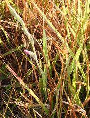 Gladiolus ochroleucus, photograph (c) Henry de Lange, some rights reserved (CC BY)