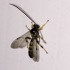 Colpotrochia trifasciata