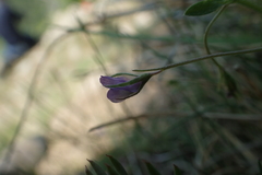 Vicia lentoides