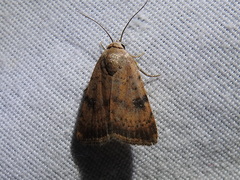 Micrathetis triplex