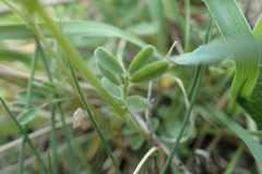 Vicia lentoides