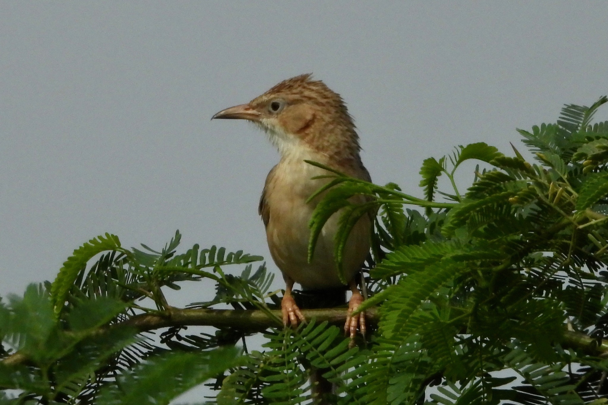 Common Babbler illustration