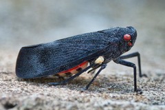 Acraephia perspicillata