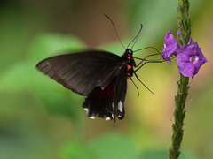 Parides aeneas