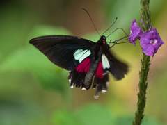 Parides aeneas