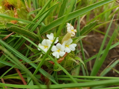 Crabbea angustifolia