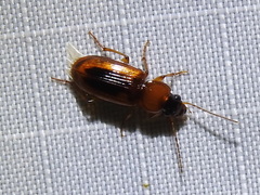 Stenolophus dissimilis