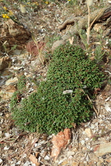 Limonium pseudominutum