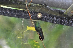 Eulampis holosericeus