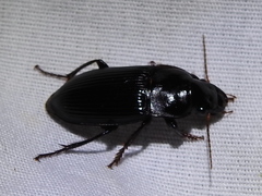 Harpalus katiae